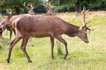 Deers grazing at Richmond Park, UK