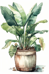 Botanical Watercolor Illustration of Banana Plant in Pot. Generative AI