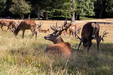 Deer herd at Richmond Park, UK