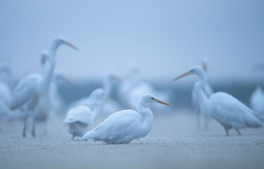 Flock of Birds in Early morning Fishing in Pond