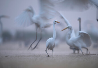 great egret ardea alba in misty morning