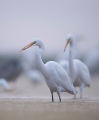 Flock of Egrets Fishing in Misty morning