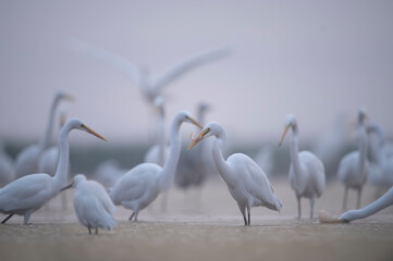 Flock of Egrets Fishing in Misty morning