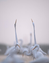 Great Egrets Dancing in Fogy Morning