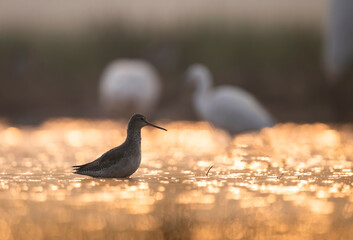 Common redshank in lakeside in Morning