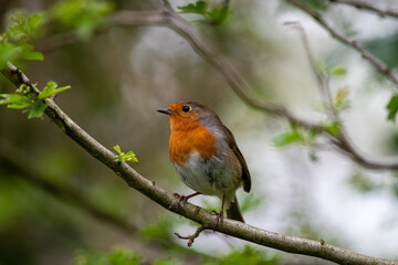 robin on a branch