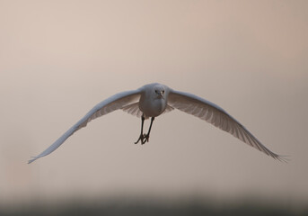 Little Egret flying in Morning