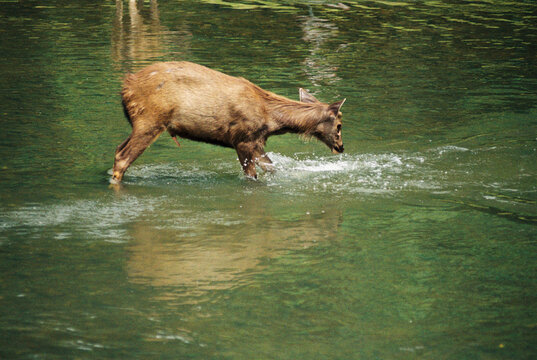 Wild deer standing in the stream