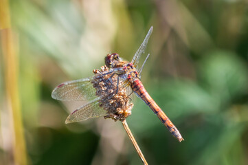 Common Darter dragonfly perched on a dry seed head