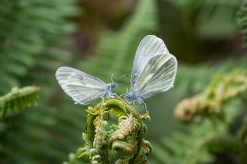 Cryptic Wood White butterfly pair in a mating stance