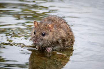 Rat clinging to a rock in a pond