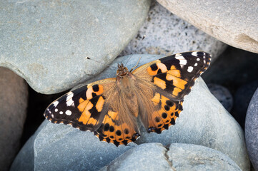 Painted Lady butterfly on a stony beach