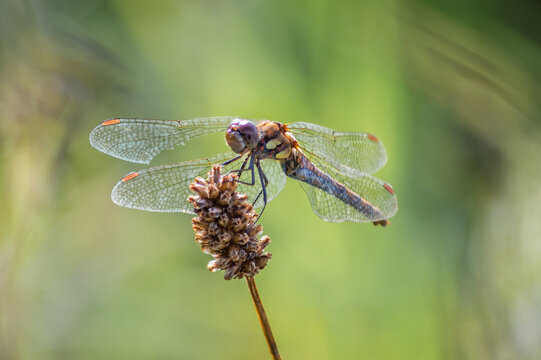 Common Darter dragonfly viewed from underneath on a dried seed head