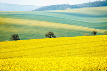 A wonderful hilly relief of the earth's surface with flowering rapeseed. South Moravia region, Czech Republic, Europe.