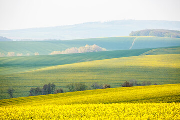 A wonderful hilly relief of the earth's surface with flowering rapeseed. South Moravia region, Czech Republic, Europe.
