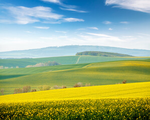 Fototapeta premium A wonderful hilly relief of the earth's surface with flowering rapeseed. South Moravia region, Czech Republic, Europe.