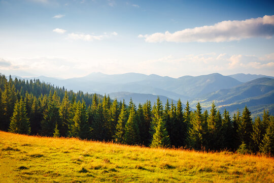 Magical view of forested mountains and spruce trees. Carpathian mountains, Ukraine, Europe.