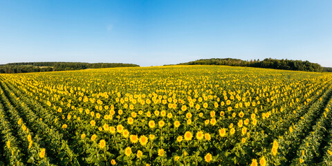 Picturesque sunflower plantation in sunny day. Ukraine, Europe.