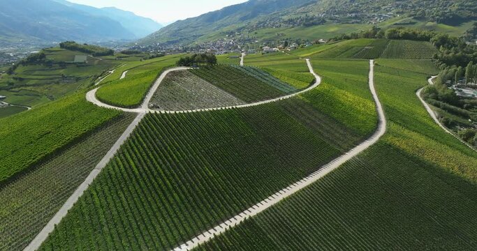 aerial view of terraced vineyards in the swiss Valais canton