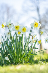 Weiße Narzissen/ Osterglocken (Narcissus) auf grüner Wiese