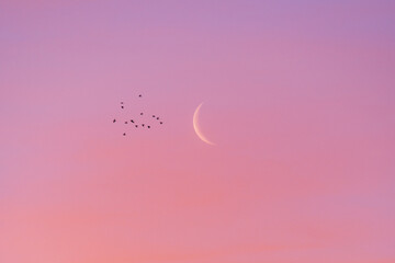 Crescent moon during beautiful pink sunrise