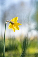 Blüte einer Gelben Narzisse (Narcissus) von hinten 