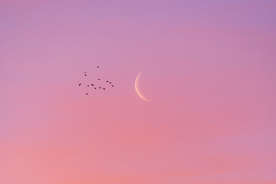 Crescent moon during beautiful pink sunrise