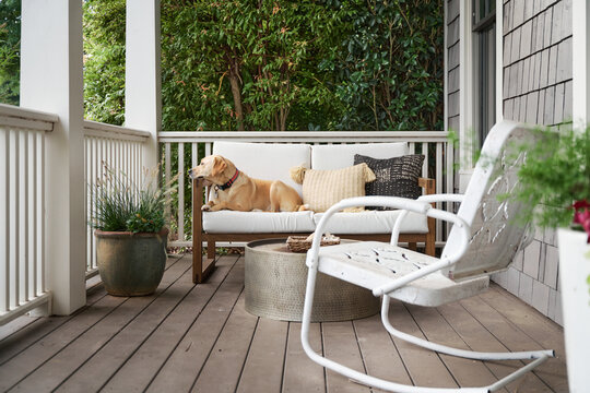 Dog sitting on a daybed, resting her head on the side