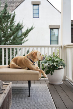 Dog sitting on a daybed, looking out over the rails of a porch