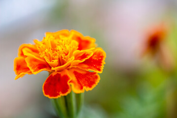 Marigold, orange garden flower