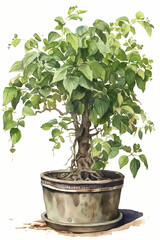 Botanical Watercolor Illustration of Hackberry in Pot. Generative AI