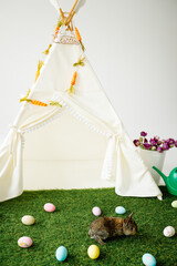 Gray rabbit on green grass. Easter fluffy animal. Children's wigwam © Iryna Savchuk