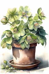 Botanical Watercolor Illustration of Hellebore in Pot. Generative AI