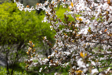 Blossoming cherry branches against the background of green bushes.