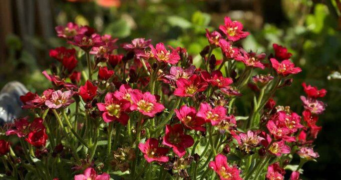 saxifraga arendsii in the garden with vibrant colors in red, pink and green with nice sunlight weighs in a light breeze
