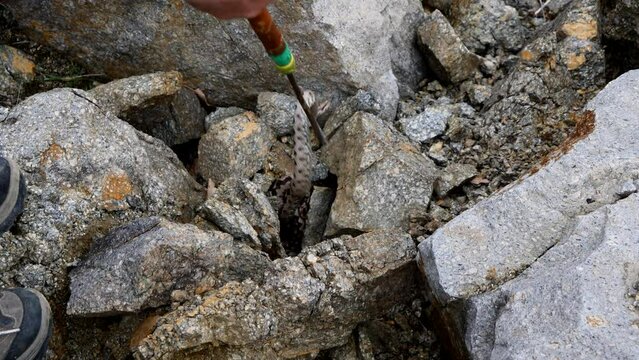 Herpetologist catching a Nose-Horned Viper male in natural habitat (Vipera ammodytes)