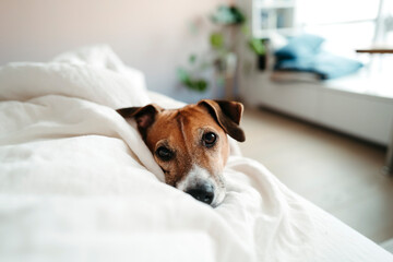 Domestic dog sleeping on bed.