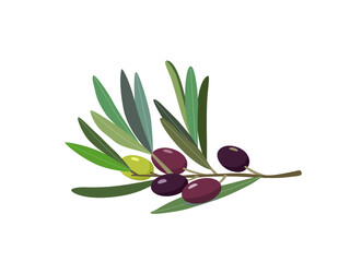 Obraz na płótnie Canvas Olive branch with green, black olives and leaves on isolated white background. Bright colourful vector illustration for design. 