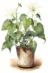 Botanical Watercolor Illustration of Jimson Weed in Pot. Generative AI