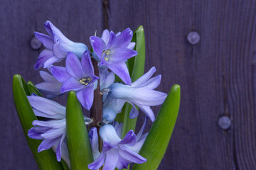 Close up of blue Hyacinth.  Spring bulb flower, delicate, rustic purple background