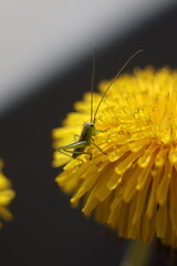 A grasshopper sits on a dandelion flower in the sunlight