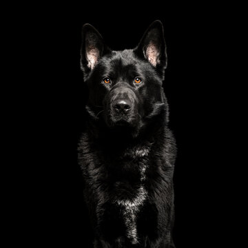 Black dog