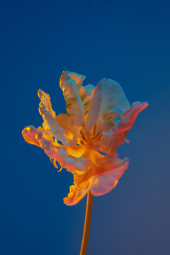 tulip parrot 