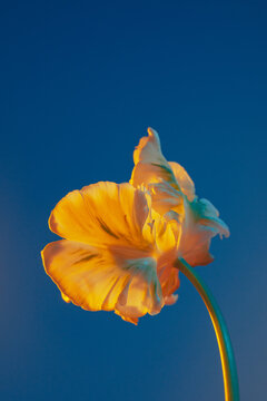 tulip parrot 