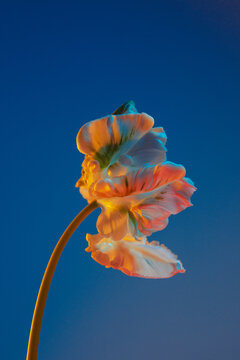 tulip parrot 
