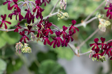 South African geraniums (pelargonium sidoides) flowers in bloom