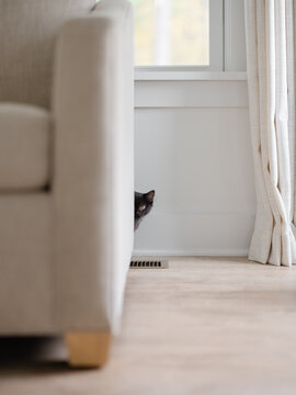 Black kitten exploring 