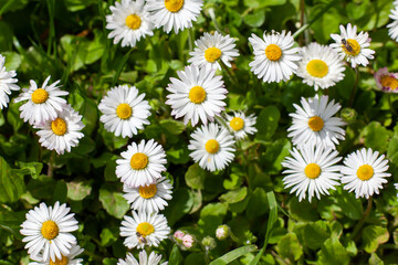 many common daisy plants in full bloom