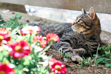 Cute tabby cat resting in flower bed near red daisy. Funny striped kitten outdoor. Animals theme.