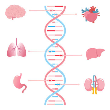 Genes associated with different human organs scientific vector illustration